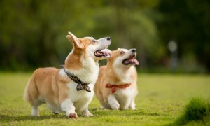 广州养犬登记证续期指南（2019年最新）